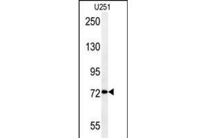 DEPDC1 Antibody (N-term) (ABIN651620 and ABIN2840329) western blot analysis in  cell line lysates (35 μg/lane).