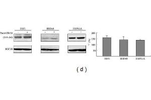 Enhancement of chaperone expression by paeoniflorin in 293 cells. (Histone H3.3B Antikörper  (full length))