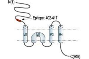 Glutamate Receptor, Ionotropic, Kainate 1 (GRIK1) peptide