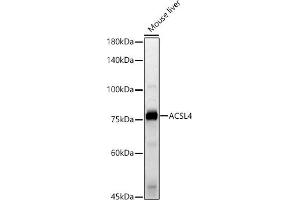 Western blot analysis of extracts of Mouse liver, using  antibody (ABIN6129864, ABIN6136458, ABIN6136459 and ABIN6222564) at 1:500 dilution. (ACSL4 Antikörper  (AA 1-280))