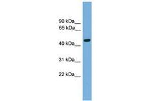 Image no. 1 for anti-Forkhead Box A2 (FOXA2) (AA 271-320) antibody (ABIN6744565) (FOXA2 Antikörper  (AA 271-320))