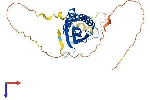 DDIT4 Protein (AA 1-229) (His tag)
