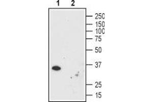 Western blot analysis using Mouse Anti-Human Orai1 (extracellular) Antibody (ABIN7043409 and ABIN7044554), (1:200): - 1. (ORAI1 Antikörper  (Extracellular))