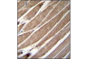 Formalin Fixed, Paraffin Embedded Human skeletal muscle stained with ATG4D Antibody (N-term) followed by peroxidase conjugation to the secondary antibody and DAB staining. (ATG4D Antikörper  (N-Term))