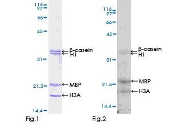 MAPK12 Protein (AA 1-367) (GST tag)