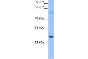 ROPN1B antibody used at 0. (ROPN1B Antikörper  (N-Term))
