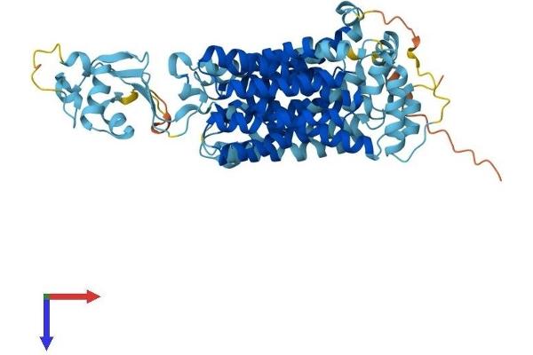 SLC22A3 Protein (AA 1-556) (His tag)