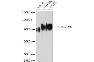 Western blot analysis of extracts of various cell lines, using CD155/PVR Rabbit mAb (ABIN7269431) at 1:1000 dilution. (Poliovirus Receptor Antikörper)