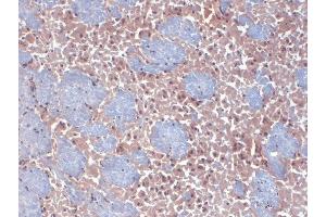 Immunohistochemistry analysis using Mouse Anti-HCN2 Monoclonal Antibody, Clone S71-37 . (HCN2 Antikörper  (AA 761-863) (FITC))