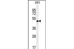 A4GALT Antibody (N-term) (ABIN654075 and ABIN2843970) western blot analysis in 293 cell line lysates (35 μg/lane). (A4GALT Antikörper  (N-Term))