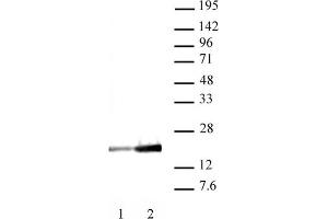 Histone H3K9ac antibody (mAb) (Clone 2G1F9) tested by Western blot. (Histone 3 Antikörper  (H3K9ac))