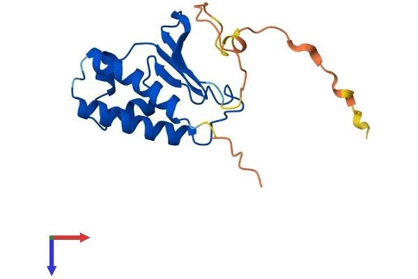 BTG1 Protein (AA 1-171) (His tag)