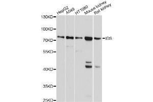 Western blot analysis of extracts of various cell lines, using IDS antibody (ABIN5975336) at 1/1000 dilution. (IDS Antikörper)