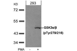 Western blot analysis of extracts from 293 cells untreated or treated with PMA using GSK3α/β(Phospho-Tyr279/216) Antibody. (Glycogen Synthase Kinase 3 (GSK3) (pTyr216), (pTyr279) Antikörper)
