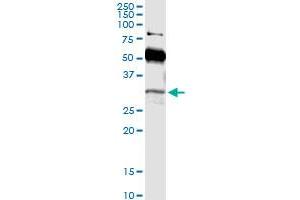 Immunoprecipitation of POU6F1 transfected lysate using rabbit polyclonal anti-POU6F1 and Protein A Magnetic Bead (POU6F1 (Human) IP-WB Antibody Pair)