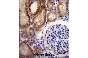 CLCN7 Antibody (C-term) (ABIN655808 and ABIN2845235) immunohistochemistry analysis in formalin fixed and paraffin embedded human kidney tissue followed by peroxidase conjugation of the secondary antibody and DAB staining.