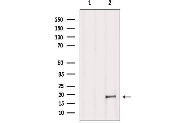 MAX antibody  (N-Term)