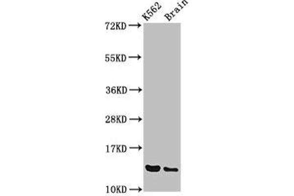 BET1 anticorps  (AA 1-83)