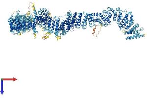 Protein Structure (PS) image for Maestro Heat-Like Repeat Family Member 2B (MROH2B) (AA 1-1581) protein (His tag) (ABIN7564184)