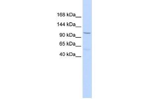 Western Blotting (WB) image for anti-Protocadherin 8 (PCDH8) antibody (ABIN2458928) (Protocadherin 8 Antikörper)