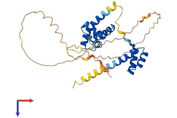 POU1F1 Protein (AA 1-291) (His tag)