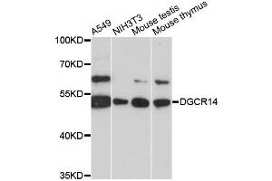 Western blot analysis of extracts of various cell lines, using DGCR14 antibody (ABIN6290316) at 1:3000 dilution. (DGCR14 Antikörper)