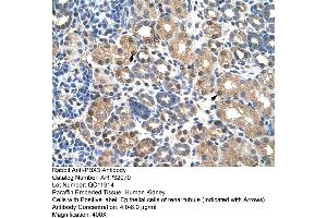 Human kidney (PBX3 Antikörper  (N-Term))