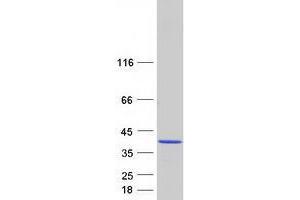 Validation with Western Blot (CHMP3 Protein (Transcript Variant 1) (Myc-DYKDDDDK Tag))