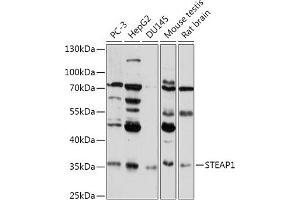 Western blot analysis of extracts of various cell lines, using STE antibody (ABIN7270331) at 1:1000 dilution. (STEAP1 Antikörper  (AA 1-80))