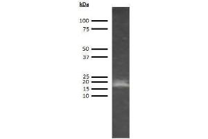 Western Blotting (WB) image for anti-Adiponectin (ADIPOQ) antibody (Biotin) (ABIN612807) (ADIPOQ Antikörper  (Biotin))
