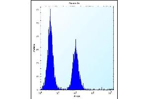 hGCN5 Antibody (C-term) (ABIN656132 and ABIN2845472) flow cytometric analysis of Neuro-2a cells (right histogram) compared to a negative control cell (left histogram). (KAT2A Antikörper  (C-Term))