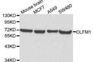 Western blot analysis of extracts of various cell lines, using OLFM1 antibody. (Olfactomedin 1 Antikörper  (AA 90-220))