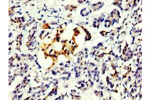IHC image of ABIN7164077 diluted at 1:300 and staining in paraffin-embedded human pancreatic tissue performed on a Leica BondTM system. (PRDM1 Antikörper  (AA 1-122))