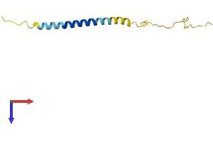 LST1 Protein (AA 1-95) (His tag)