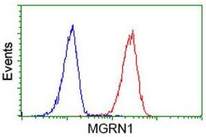 Image no. 1 for anti-Mahogunin, Ring Finger 1 (MGRN1) antibody (ABIN1499457) (Mahogunin RING Finger Protein 1 Antikörper)