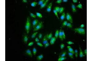 Immunofluorescence (IF) image for anti-Eukaryotic Translation Initiation Factor 3, Subunit I (EIF3I) (AA 1-323) antibody (ABIN7152162)