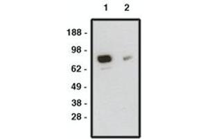 Image no. 1 for anti-Smoothened Homolog (Drosophila) (SMO) antibody (ABIN793703)