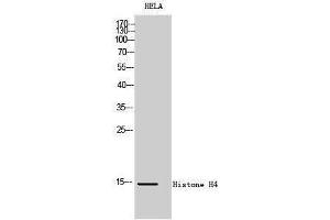 Western Blotting (WB) image for anti-Histone H4 (Lys317) antibody (ABIN3180097) (Histone H4 Antikörper  (Lys317))