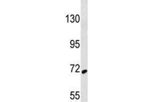 SYK antibody western blot analysis in 293 lysate (SYK Antikörper  (AA 268-305))
