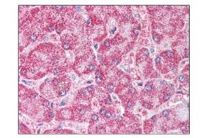Image no. 1 for anti-Peroxisome Proliferator-Activated Receptor gamma (PPARG) (AA 255-268), (Isoform 1), (N-Term) antibody (ABIN303335) (PPARG Antikörper  (Isoform 1, N-Term))