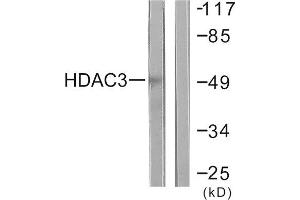 Western Blotting (WB) image for anti-Histone Deacetylase 3 (HDAC3) (C-Term) antibody (ABIN1848598) (HDAC3 Antikörper  (C-Term))