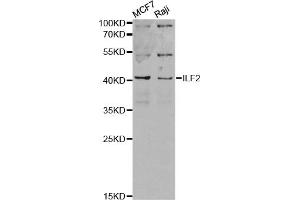 Western blot analysis of extracts of various cell lines, using ILF2 antibody (ABIN6290505) at 1:1000 dilution. (ILF2 Antikörper)