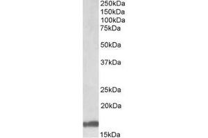 AP23698PU-N Galanin Antibody staining of Human Cerebellum lysate at 1 µg/ml (35µg protein in RIPA buffer). (Galanin Antikörper  (Internal Region))