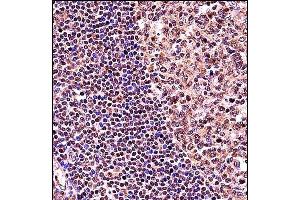 TCF3 Antibody (C-term) (ABIN657912 and ABIN2846860) immunohistochemistry analysis in formalin fixed and paraffin embedded human tonsil tissue followed by peroxidase conjugation of the secondary antibody and DAB staining. (TCF3 Antikörper  (C-Term))