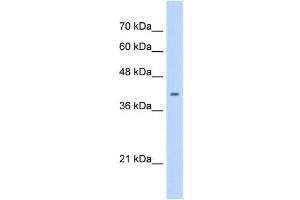 ST6GALNAC6 antibody used at 0. (ST6GALNAC6 Antikörper  (C-Term))