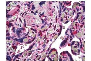 Human Placenta: Formalin-Fixed, Paraffin-Embedded (FFPE) (RBX1 Antikörper  (C-Term))