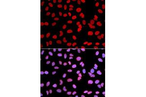 Immunofluorescence (IF) image for anti-Thymopoietin (TMPO) (AA 1-410) antibody (ABIN3016207) (Thymopoietin Antikörper  (AA 1-410))
