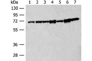 Western blot analysis of 231 cell Hela cell Jurkat cell A549 cell NIH/3T3 cell Human cerebrum tissue Mouse brain tissue lysates using HSPA2 Polyclonal Antibody at dilution of 1:200 (HSPA2 Antikörper)