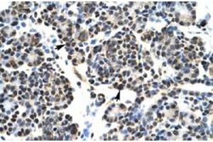 Immunohistochemical staining (Formalin-fixed paraffin-embedded sections) of human pancreas with HOXB5 polyclonal antibody  at 4-8 ug/mL working concentration. (HOXB5 Antikörper  (N-Term))