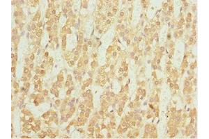 Immunohistochemistry of paraffin-embedded human adrenal gland tissue using ABIN7161775 at dilution of 1:100 (NFIL3 Antikörper  (AA 133-462))